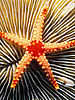 Starfish.jpg