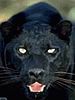 panther.jpg